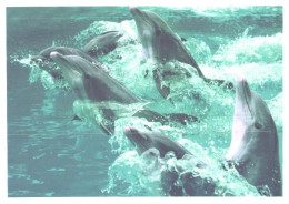 Playing Dolphins - Delfines