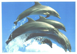 Jumping Dolphins - Delphine