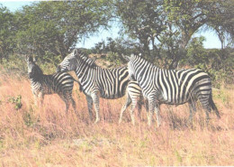 Zebras Near Trees - Zèbres