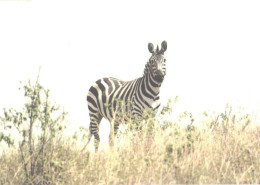 Looking Zebra - Zebra's