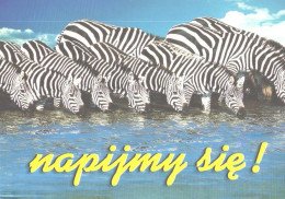 Drinking Zebras - Zebras