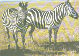 Standing Zebras, 1988 - Cebras