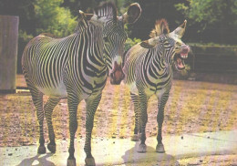 Frankfurt Zoo, Grevy Zebras - Zebra's