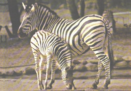 Duisburg Zoo, Zebras In The AFRIKANUM - Zebra's