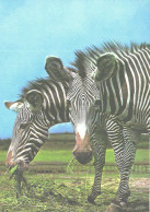 Eating Zebras, Equus Grevyi - Cebras