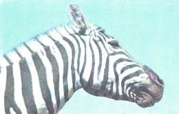 Zebra, 1973 - Zebre