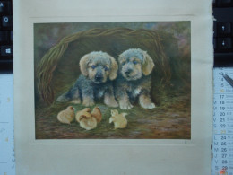 Lilian Cheviot Chiots Et Poussins - Couleur - - Disegni