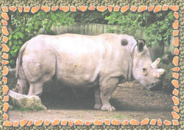 Rhinoceros In Zoo - Rhinoceros