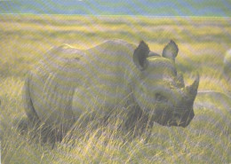 Rhinoceros, Ngorongoro Crater - Neushoorn