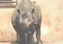 Rhinoceros In Zoo - Rhinoceros