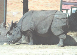 Rhinoceros In Zoo - Rhinozeros