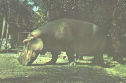 Hippopotamus In Zoo, Hipopotamo Amphibius - Hippopotames