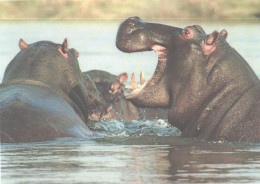 Hippopotamuses In Water - Flusspferde