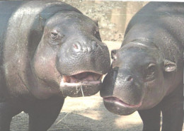 Happy Hippopotamuses - Nijlpaarden