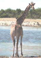 Giraffe Looking Back - Girafes