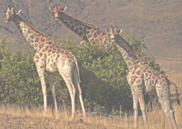 Giraffes Looking Back - Girafes