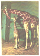 Leningrad Zoo, Giraffes, 1965 - Girafes