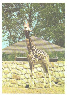 Giraffes, Giraffa Camelopardalis Rotschildi - Giraffe