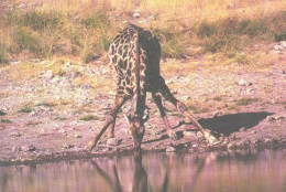 Drinking Giraffe - Giraffe