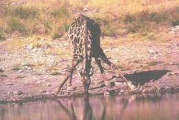 Drinking Giraffe - Girafes
