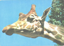 Wielkopolski Park, Giraffe, Giraffa Camelopardalis - Jirafas