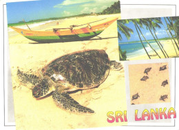 Sri Lanka:Ceylon:South West Coast, Turtle Hatchery - Tartarughe