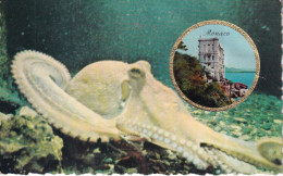 Musée Océanogaphique De Monaco - Un Poulpe - Museo Oceanográfico