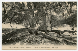 Le Tronc Du Jujubier Géant.Tozeur Djerid Tunisie - Árboles