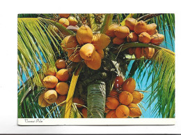 CPM  JAMAICA , COCONUT PALM (voir Timbres) - Jamaïque