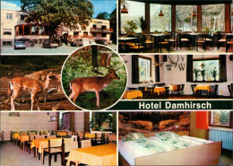 Neustadt Am Rübenberge Hotel Damhirsch Restaurant Bes. Kempf, Innen & Außen 1970 - Neustadt Am Rübenberge