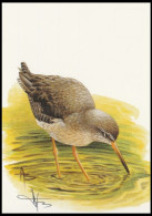 CM/MK** - BLANCO - BUZIN - Chevalier Gambette / Tureluur / Rotschenkel / Redshank / Tringa Totanus - SIGNÉ/GETEKEND - Storks & Long-legged Wading Birds