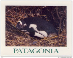 ARGENTINA - PATAGONIA: Tierra Del Fuego, Penguin In Its Nest, Pingüino En Su Nido, Nice Stamp - Argentine