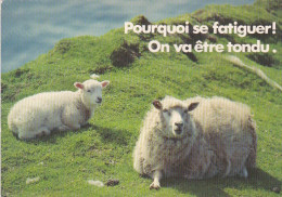 Humour--animaux--Moutons  " Pourquoi Se Fatiguer !  On Va être Tondu .............." - Humour