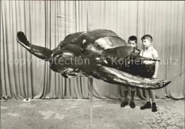 72384940 Schildkroeten Lederschildkroete Meeresmuseum Stralsund   - Schildkröten