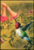 CM/MK Blanco ** - Colibri Petit Rubis / Kleine Ruby Kolibrie / Kleiner Rubinroter Kolibri - Buzin - SIGNÉ/GETEKEND - Hummingbirds