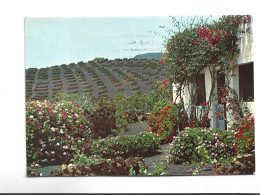 CPM LANZAROTE, VIN  En 1979! (voir Timbre) - Lanzarote