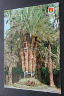 Elche - Huerto Del Cura - Palmera Imperial - Postales J. Ant. Pascual - # 132 - Alicante