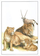 Picture Postcards Czech Republic Zoological Gardens I Lion Oryx  2016 - Lions