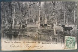 Paturage Du Centre - (VACHES) - Précurseur, Circulée 1903 - Centre-Val De Loire