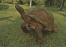 TORTUE TERRESTRE GEANTE SUR BIRD ISLAAND SEYCHELLES  COULEUR REF 13419 - Schildkröten