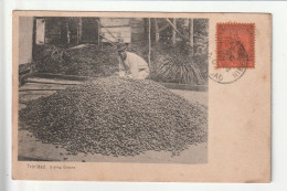 CP TRINIDAD Drying Cocos - Trinidad