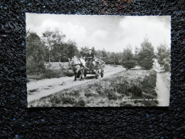 Holten, Karrepad, Op De Borkeld, Attelage Dans Les Bois (P20) - Holten