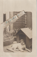 PARIS - Cité De L'Avenir Au 121 Bld De Ménilmontant - Le Chien Devant Sa Niche De La Famille LIORE ( Carte Photo ) 9/9 - Arrondissement: 11