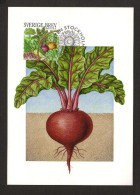 VEGETABLES VEGETABLES GEMÜSE DES LÉGUMES BEETROOT BETTERAVE ROTE BEETE SWEDEN 2003 STAMP ON FDC MAXIMUM MAXI CARD CARTE - Vegetazione