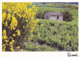 Agriculture --Vignes--2000 --Provence--Le Printemps Dans Les Vignes   Photo  J-F  ALESSANDRI - Weinberge