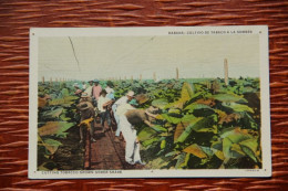 CUBA - HABANA, Cultivo De Tabaco A La Sombra - Cuba