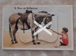 S NICE AT KILLARNEY OLD PULL OUT VIEWS NOVELTY POSTCARD COUNTY KERRY IRELAND DONKEY AND CHILD - Kerry