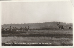 GELDERLAND - APELDOORN, Edelherten In De Soerense Hei, 1958 - Apeldoorn