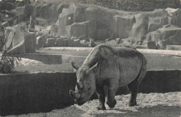 FRANCE - Paris - Parc Zoologique Du Bois De Vincennes - Le Rhinocéros D'Afrique - Carte Postale Ancienne - Parques, Jardines