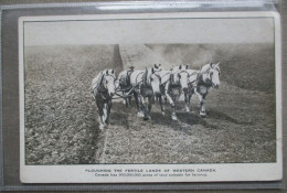 CANADA FLOUGHING FERTILE LANDS WESTERN KARTE CARD POSTKARTE ANSICHTSKARTE CARTOLINA POSTCARD CARTE POSTALE - Huntsville